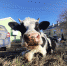 cow1 - Revda-Info.Ru