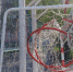 Basketbolnye-koltsa-u-leninskogo-3 - Revda-Info.Ru
