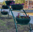 TSvety-12 - Revda-Info.Ru