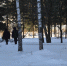 В Ревде ледовый городок построят в березовой роще парка Дворца культуры - Revda-Novosti.Ru
