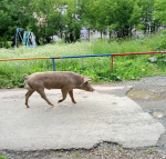 Фото/ читатель Ревда-инфо