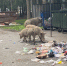 Фото/ читатель Ревда-инфо - Revda-Info.Ru